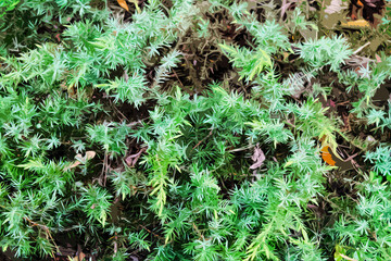illustration texture small green leaves