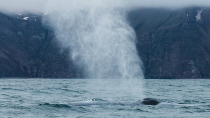 Naklejka premium Blue whale, the biggest animal on the planet, blowing at the surface in Northern Iceland, feeding ground
