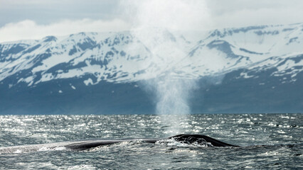 Blue whale, the biggest animal on the planet, blowing at the surface in Northern Iceland, feeding...