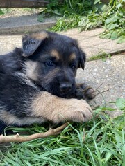 german shepherd puppy