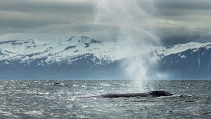 Fototapeta premium Blue whale, the biggest animal on the planet, blowing at the surface in Northern Iceland, feeding ground