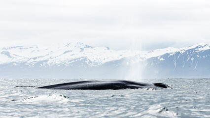 Fototapeta na wymiar Blue whale, the biggest animal on the planet, blowing at the surface in Northern Iceland, feeding ground