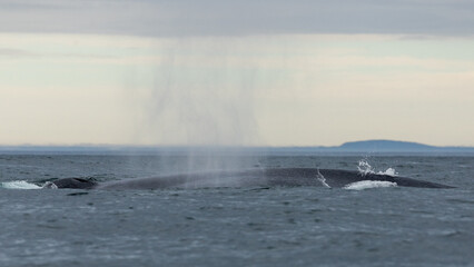 Obraz premium Blue whale, the biggest animal on the planet, blowing at the surface in Northern Iceland, feeding ground