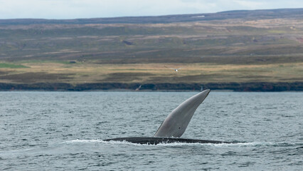 Fototapeta premium Blue whale, the biggest animal on the planet, blowing at the surface in Northern Iceland, feeding ground