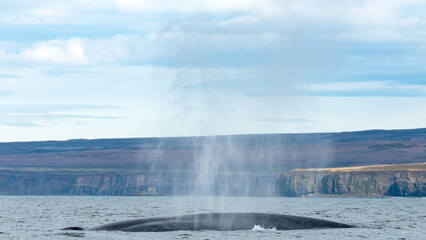 Blue whale, the biggest animal on the planet, blowing at the surface in Northern Iceland, feeding ground