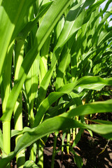 green leaves background.corn field on the farm. green leaves of corn in the garden. harvest ripening.