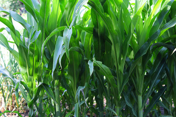 green grass background. corn field on the farm. green leaves of corn in the garden. harvest ripening.