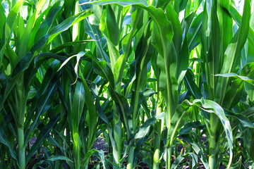 Obraz premium green corn field. corn field on the farm. green leaves of corn in the garden. harvest ripening.