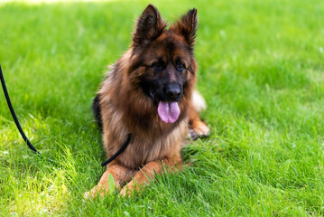 Beautiful German Shepherd on the grass, on a green background.