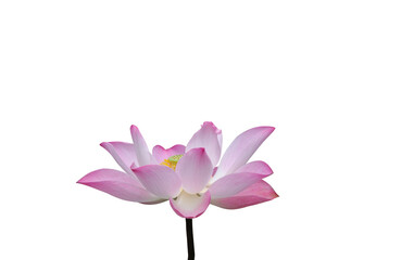 Lotus, pink petals, blooming on a white background, natural beautiful