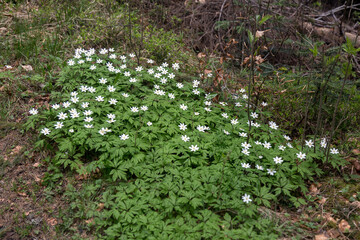 Green meadow in the forest with a flowering wood anemone, European thimbleweed in the Carpathians mountains