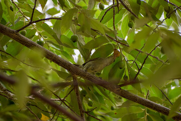 Common House Sparrow
