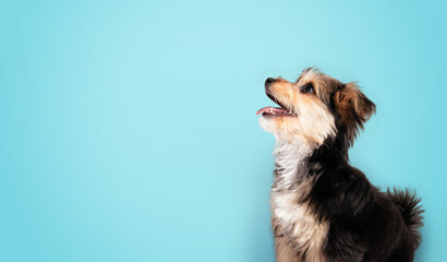 Cute puppy with blue background. Fluffy little puppy sitting sideways while looking up with mouth...