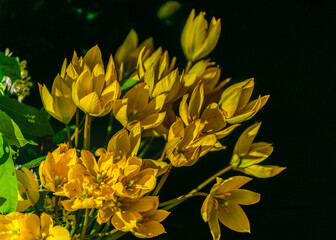 Yellow wild tulip flowers, Tulipa sylvestris, the wild tulip or woodland