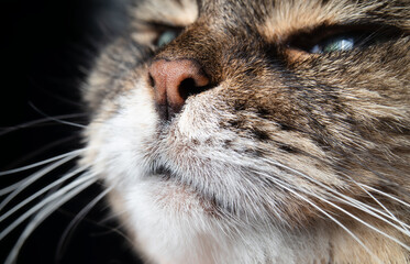 Cat nose close up on black background. Tabby cat head slightly tilted upwards, smelling or sniffing something. Long hair female senior cat face. Selective focus on nostrils with defocused cat fur.