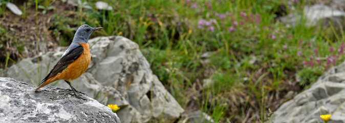 Steinrötel // Rufous-tailed Rock-Thrush (Monticola saxatilis)