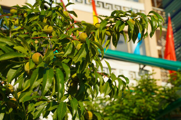 apricots in the tree. fruit in the tree in full growth process.