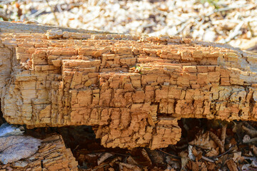 Fototapeta premium rotten old wood, wood texture, suitable for background
