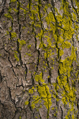 Fototapeta premium 苔が生えた銀杏の木の幹