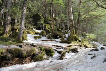 stream in the forest