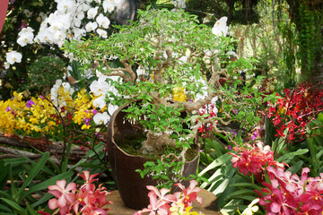 PUTRAJAYA, MALAYSIA -AUGUST 26, 2021: Bonsai trees in the Royal Floria Putrajaya Garden public park, Malaysia. Gardened in pots adapted to the size and design of the bonzai.