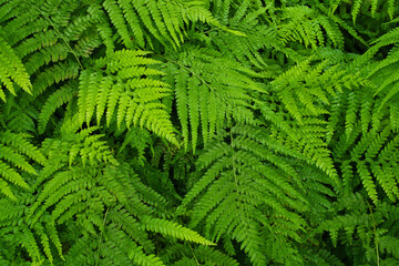 雨に濡れた新緑葉の背景素材