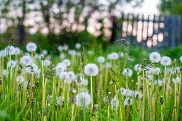 A field with white soft caps of dandelions on the background and sunlight. Spring background. Soft focus