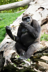 Gorille avec une branche qui ressemble à une flute traversière