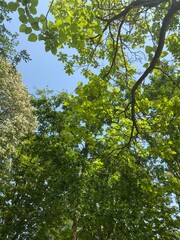 trees in the forest