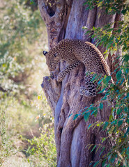 Leopard in tree from Masai Mara, Kenya