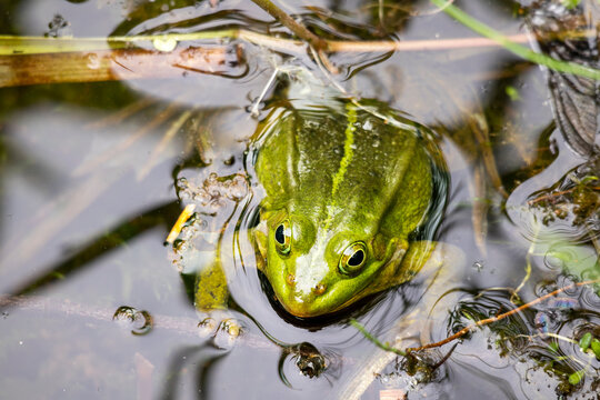 A close up photo of a green frog sitting in a pond