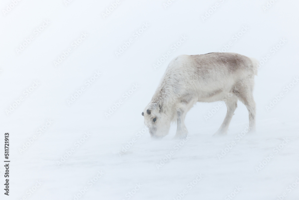Canvas Prints shot in svalbard may 2022
