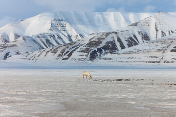 Shot in Svalbard May 2022