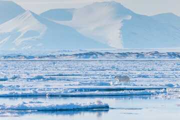 Shot in Svalbard May 2022