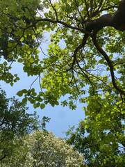trees in the forest