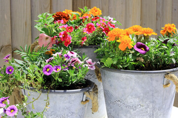 Pretty Summer Flowers Growing In Galvanized Buckets