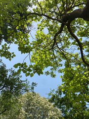 branches