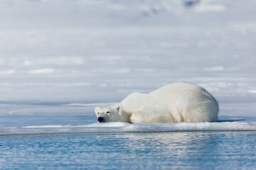 Fototapeta na wymiar Shot in Svalbard May 2022