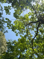 green leaves against sky