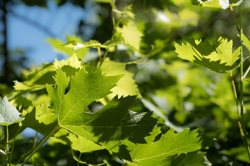 Fototapeta premium young vine shoots and leaves