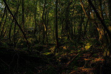 Obraz premium forest in the morning