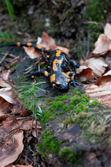 frog in the forest