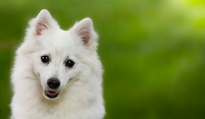 Obraz premium portrait of a white japanese spitz