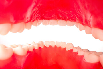 Mouth with teeth from the inside on a white background. Place for design
