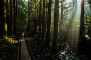 Obraz premium morning in the forest