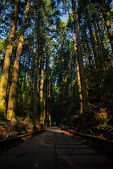 autumn in the forest