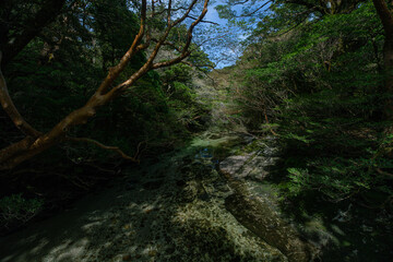 Fototapeta premium forest in the fog