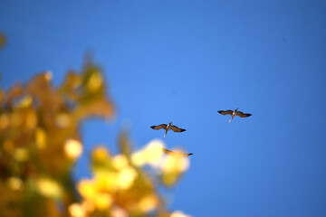Geese in Sky 