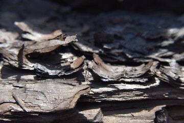 Coal up close