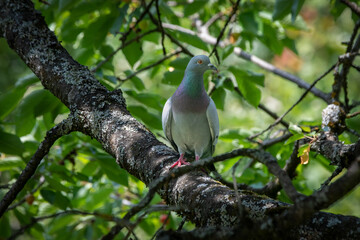 Pigion sitting in a tree